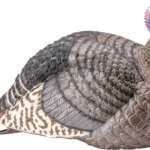 HS STRUT TURKEY DECOY JAKE - STRUT-LITE