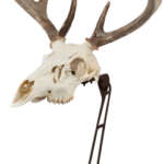 Allen Ez Mount Centerpiece - Skull Stand Brown