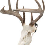 Allen Ez Mount Skull Peg - 3-Pack Deer/Antelope