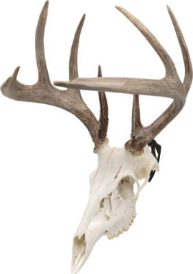 Allen Ez Mount Skull Peg - 3-Pack Deer/Antelope