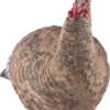 AVIAN X LCD LOOKOUT HEN DECOY