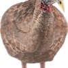 AVIAN X LCD BREEDER HEN DECOY