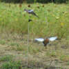 Avian X Spinning Wing Dove - Decoy