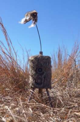 MOJO SUPER CRITTER W/CRITTER - TOPPER & SPEAKER