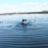 MOJO BUTT UP MALLARD RIPPLER - DECOY