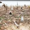 MOJO DOVE A FLICKER (4 PACK)