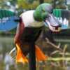 MOJO ELITE SERIES SPOONZILLA - MALLARD DRAKE DECOY