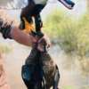 MOJO ELITE SERIES SPOONZILLA - MALLARD DRAKE DECOY