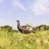 FLEXTONE THUNDER CHICK UPRIGHT - HEN DECOY W/STAKE