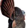 FLEXTONE THUNDER CREEPER - STRUTTER DECOY W/ FOLDING FAN