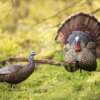FLEXTONE THUNDER CREEPER - STRUTTER DECOY W/ FOLDING FAN