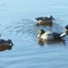 MOJO RIPPLER MALLARD DRAKE - DECOY